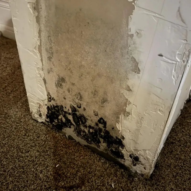 Professional Mold Removal in Bridgeport, AL